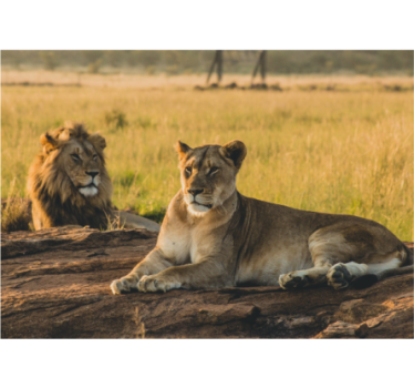 Fotomural león pareja de leones majestuosos - TenVinilo