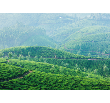 Papel pintado paisaje colinas de plantación de té - TenVinilo