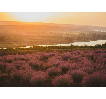 Mural de pared flores paisaje de lavanda al atardecer - TenVinilo