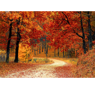 Fotomural naturaleza sendero del bosque de otoño - TenVinilo