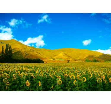Papel pintado paisaje campo de girasoles - TenVinilo