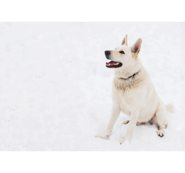 Fotomural animales perro blanco feliz - TenVinilo