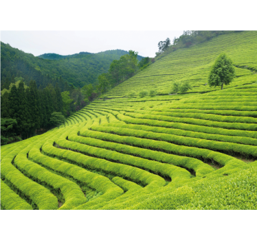 Fotomural naturaleza paisaje de plantación de té - TenVinilo