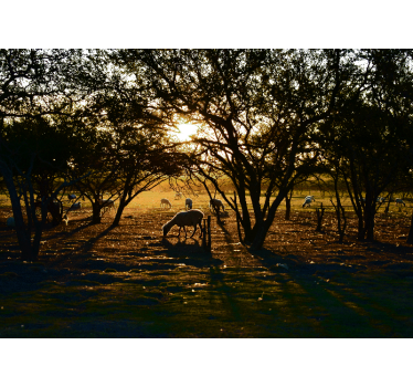 Fotomural naturaleza atardecer dorado en pasto - TenVinilo