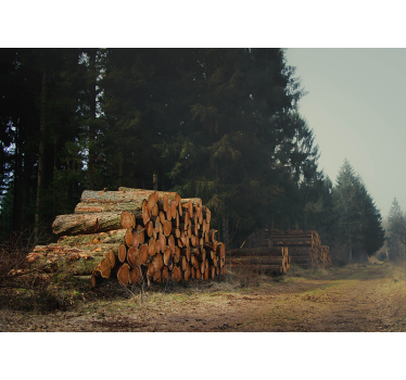 Papel pintado bosque apilamientos de madera en el bosque - TenVinilo