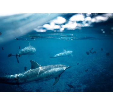 Fotomural mar encuentro submarino con delfines - TenVinilo