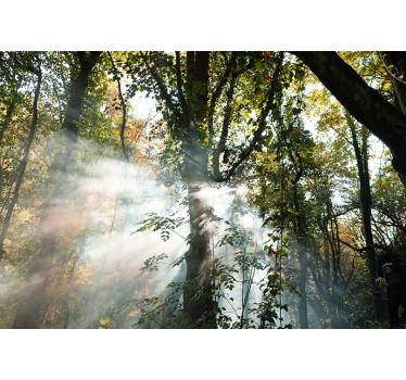 Papel pintado bosque atmósfera de bosque serena - TenVinilo