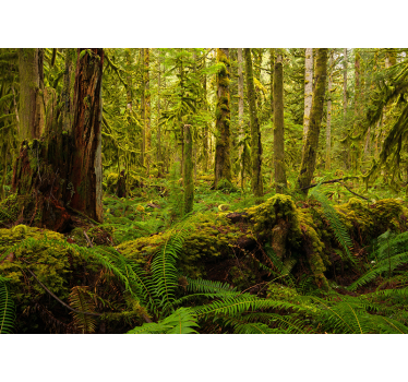 Fotomural bosque exuberante paisaje forestal - TenVinilo