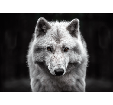 Fotomural animales majestuoso retrato de lobo - TenVinilo