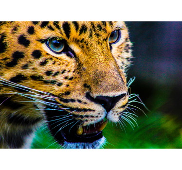 Fotomural animales primer plano de leopardo - TenVinilo