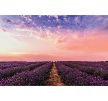 Mural de pared flores puesta de sol en el campo de lavanda - TenVinilo