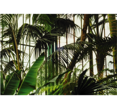Fotomural naturaleza follaje tropical vivo - TenVinilo