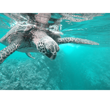 Fotomural animales encuentro sereno con tortugas - TenVinilo