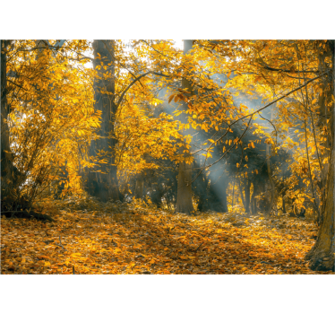 Fotomural naturaleza Árboles dorados de otoño - TenVinilo