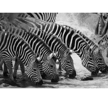 Fotomural animales cebras bebiendo agua - TenVinilo