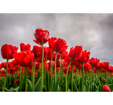 Fotomural de amapolas campo de tulipanes rojos - TenVinilo