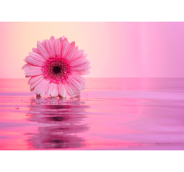 Fotomural de amapolas reflejo de flor rosa - TenVinilo