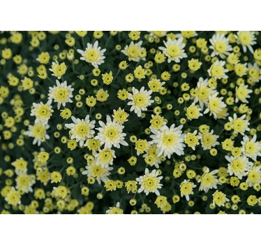 Mural de pared flores flores amarillas en flor - TenVinilo