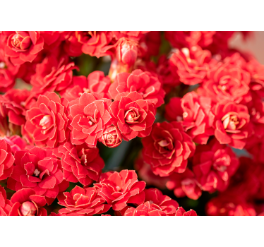 Mural de pared flores flor roja en flor - TenVinilo