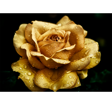 Fotomural de amapolas elegante flor cubierta de rocío - TenVinilo