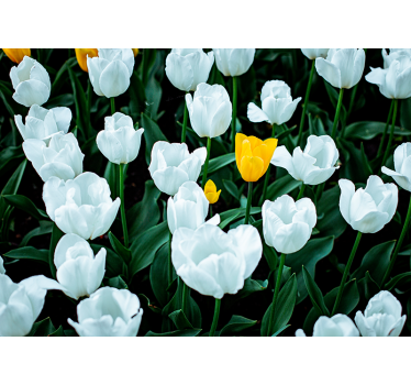 Mural de pared flores tulipanes blancos florecen - TenVinilo