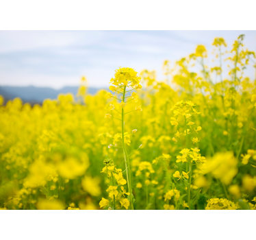 Mural de pared flores pradera de flores amarillas - TenVinilo