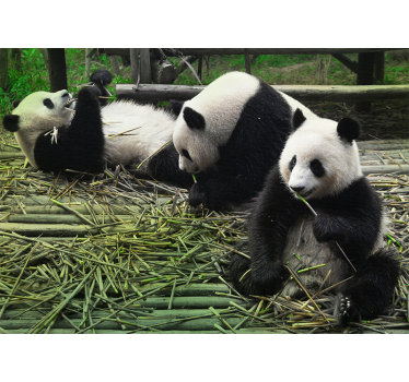 Fotomural animales familia de pandas juguetona - TenVinilo