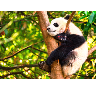 Fotomural animales cachorro de panda relajante - TenVinilo
