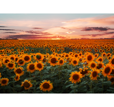 Mural de pared flores prado de girasoles al atardecer - TenVinilo