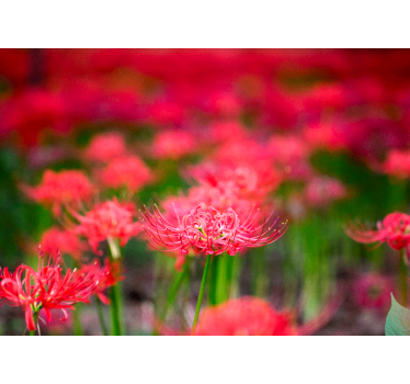 Fotomural de amapolas flores carmesí vivas - TenVinilo
