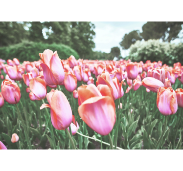 Fotomural de amapolas campo de tulipanes en flor - TenVinilo