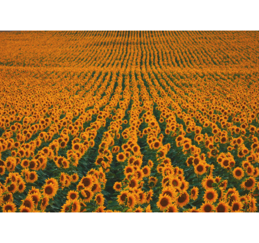 Mural de pared flores pradera de girasoles - TenVinilo