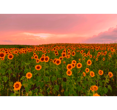 Mural de pared flores campo de girasoles vibrante - TenVinilo
