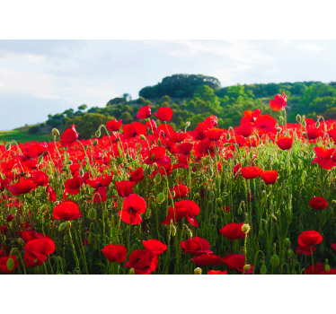 Fotomural de amapolas campo de amapolas rojas - TenVinilo
