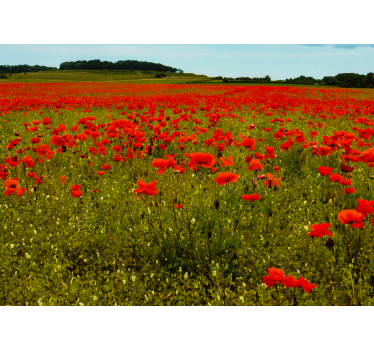 Fotomural de amapolas campo de amapolas vibrante - TenVinilo