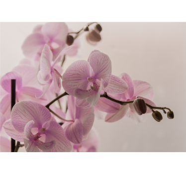 Fotomural de orquídeas flores de orquídeas delicadas - TenVinilo