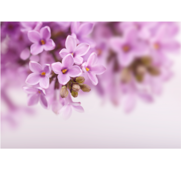 Mural de pared flores capullos lilas delicados - TenVinilo