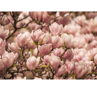 Mural de pared flores magnolia floreciente - TenVinilo