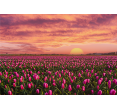 Mural de pared flores campo de tulipanes al atardecer - TenVinilo