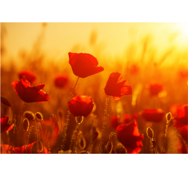 Fotomural de amapolas amanecer en el campo - TenVinilo