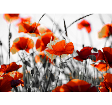 Fotomural de amapolas pradera de amapolas viva - TenVinilo