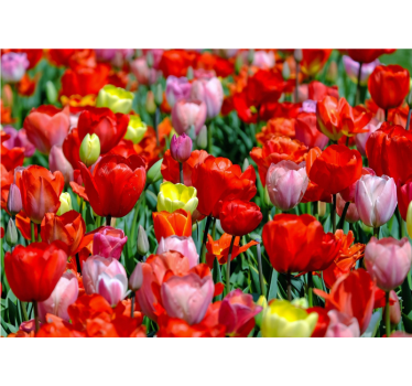 Mural de pared flores pradera de tulipanes coloridos - TenVinilo