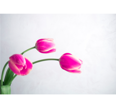 Fotomural de amapolas flores de tulipanes rosas - TenVinilo