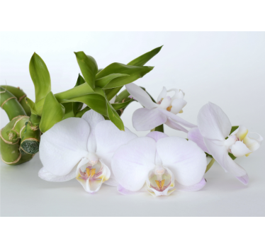 Fotomural orquídeas Orquídea verde blanca - TenVinilo