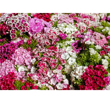 Mural de pared flores jardín floral vibrante - TenVinilo