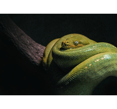 Fotomural animales pitón verde esmeralda - TenVinilo