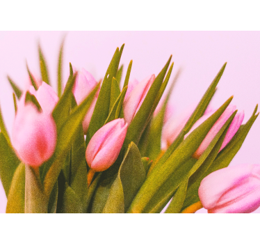 Fotomural de amapolas floraciones de tulipanes rosas - TenVinilo