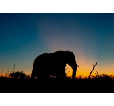 Fotomural animales silueta de elefante al atardecer - TenVinilo