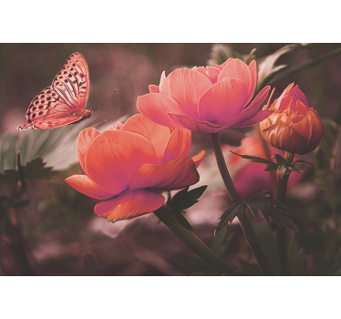 Mural de pared flores mariposa sobre flores - TenVinilo