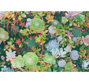 Mural de pared flores jardín de suculentas - TenVinilo